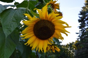 sunflower